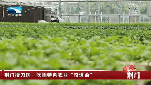 荊門掇刀區 吹響特色農業奮進曲，譜寫農林牧漁新篇章