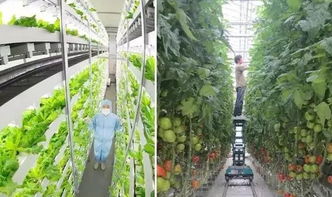 日本四大植物照明工廠規模、技術與養護服務全景解析
