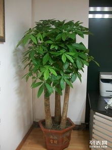 上海辦公室綠植租擺與花卉租賃服務 專業園林綠化，價格實惠，助力商務環境升級