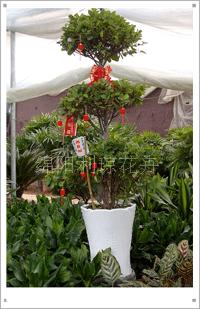 綿陽利瓊花卉 專業(yè)三層榕租賃服務(wù)，打造綠色典雅的活動(dòng)慶典與會(huì)場布置